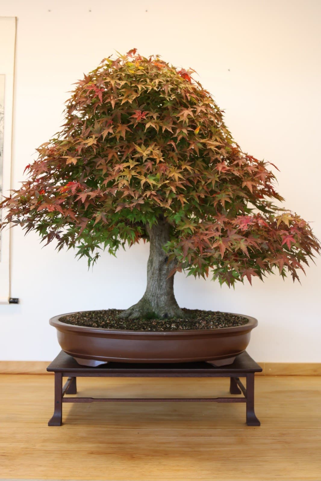 Bordo japonês com folhagem de outono