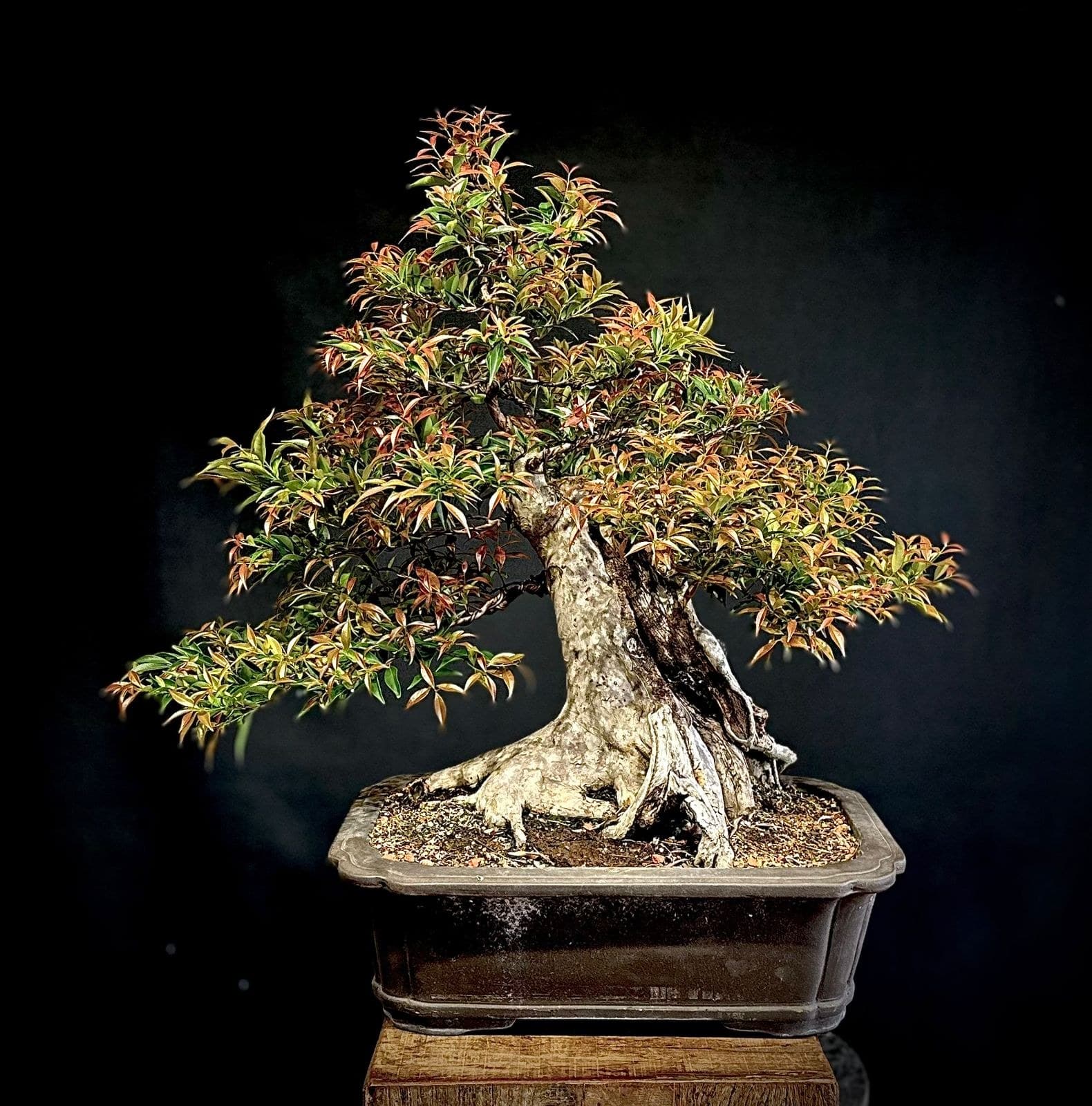 Bonsai com folhagem de outono em fundo escuro